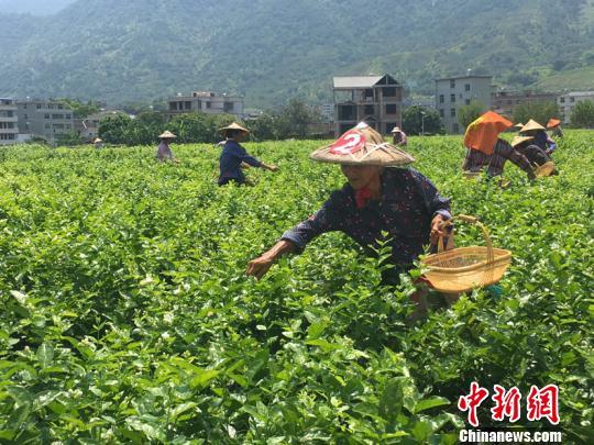 首屆福州茉莉花開采文化節啟幕
