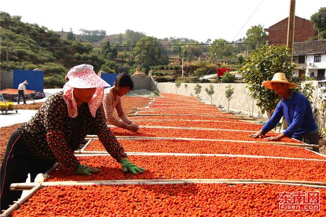 寧德中藥材產業:懷璧待君識