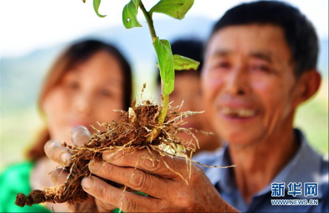 福建：發展林下經濟 助推精準扶貧