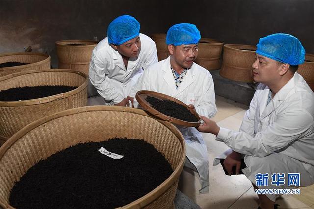 (經濟)(2)福建:茶農“充電”忙