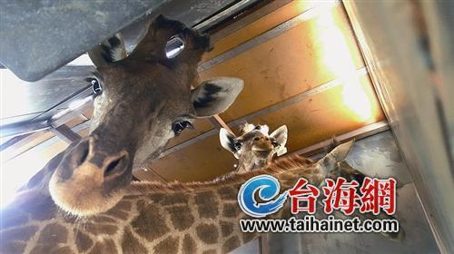66只南非長頸鹿打著“飛的”來廈門
