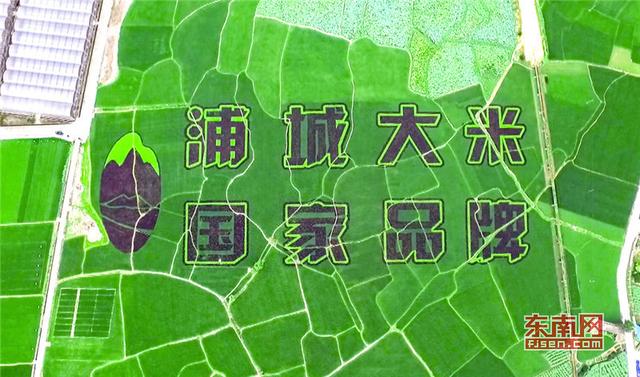 福建打造稻田藝術省份 助力鄉(xiāng)村振興