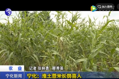 寧化：淮土薏米長勢喜人