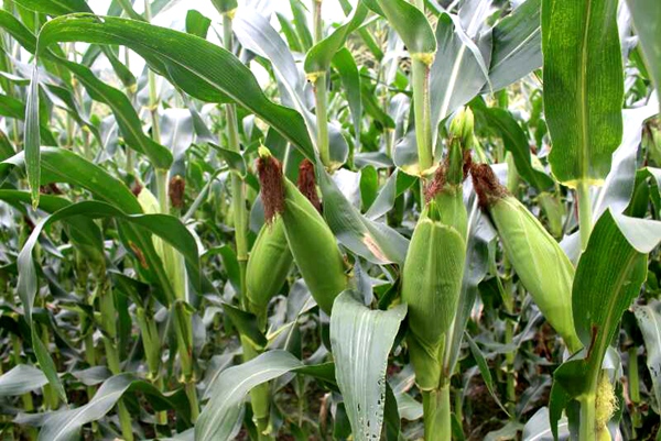 甜玉米“甜”到畬民心里