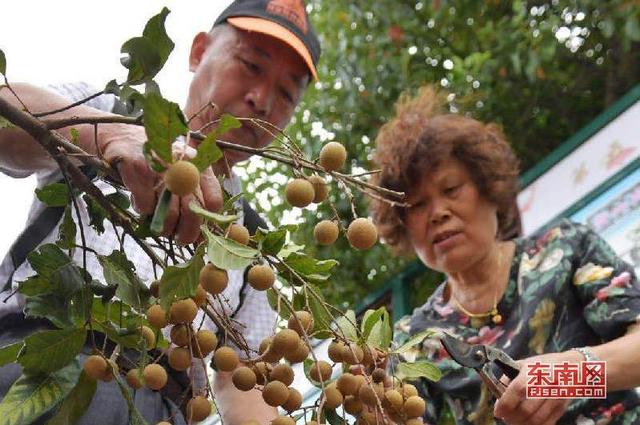 福州舉辦古槐青山貢果文化旅游節 以貢果致豐年
