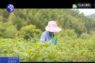 寧化“兩米兩茶一稻種”農業產業格局已成型