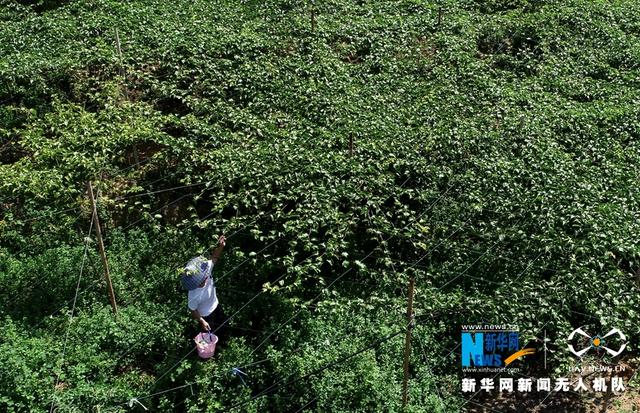 福建漳浦:黃金百香果豐收 果農采摘忙