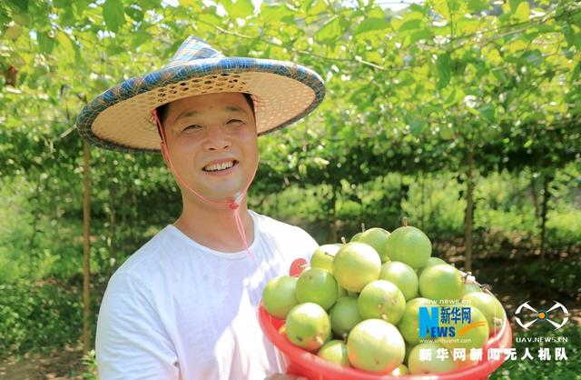 福建漳浦:黃金百香果豐收 果農采摘忙
