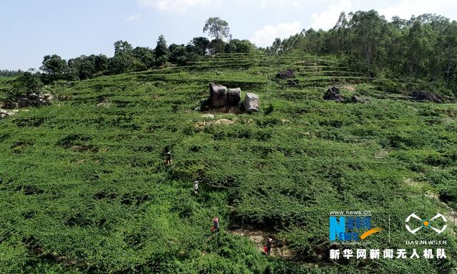 福建漳浦:黃金百香果豐收 果農采摘忙