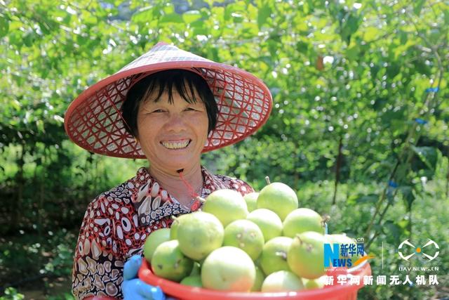 福建漳浦:黃金百香果豐收 果農采摘忙
