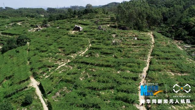 福建漳浦:黃金百香果豐收 果農采摘忙