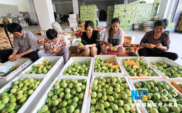 福建漳浦:黃金百香果豐收 果農采摘忙