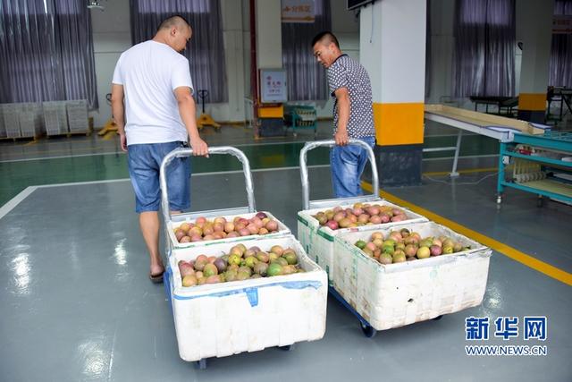 福建武平:金秋豐收季 喜迎百香果采摘節(jié)