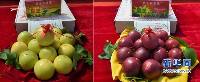 福建武平:金秋豐收季 喜迎百香果采摘節(jié)