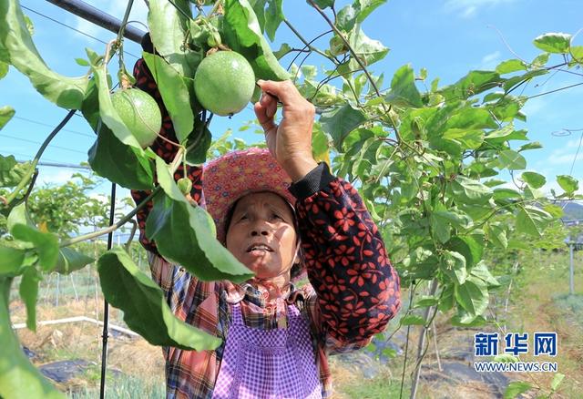 福建武平:金秋豐收季 喜迎百香果采摘節(jié)