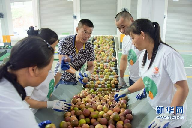 福建武平:金秋豐收季 喜迎百香果采摘節(jié)