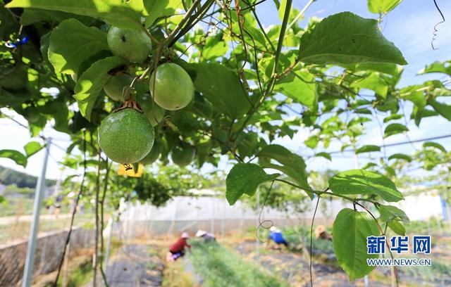 福建武平:金秋豐收季 喜迎百香果采摘節(jié)