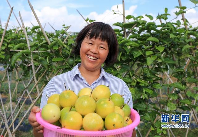 福建武平:金秋豐收季 喜迎百香果采摘節(jié)