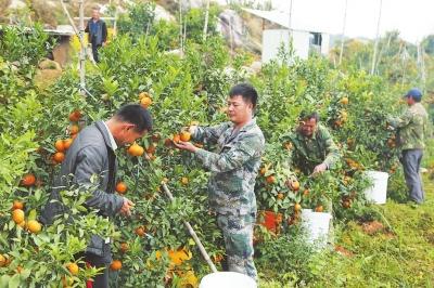 福建漳浦石榴鎮種出美好生活