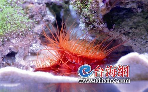 廈門推出“豬光寶氣 金玉滿堂賀新春”主題特展