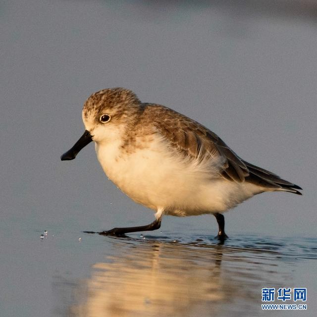 世界極危珍稀鳥種勺嘴鷸現(xiàn)身閩江口江灘