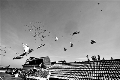 7萬羽和平鴿亮相國之大典 信鴿育種飼養(yǎng)馴放皆有門道