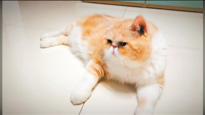 “90后”樂做寵托師 行業(yè)剛起步卻受年輕人熱捧