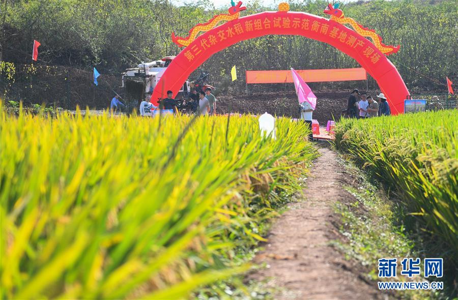 1046.3公斤！袁隆平第三代雜交水稻首次公開測產