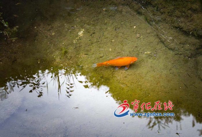 寧化：高山冷水出好魚