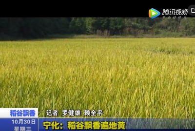 寧化：稻谷飄香遍地黃