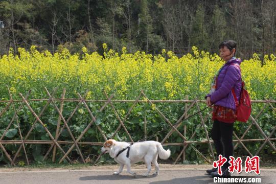 多城出臺養犬新政 縱犬、虐犬都將面臨重罰！