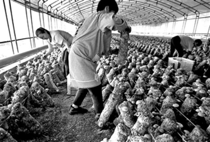 有機蔬菜如何真正走上百姓餐桌？