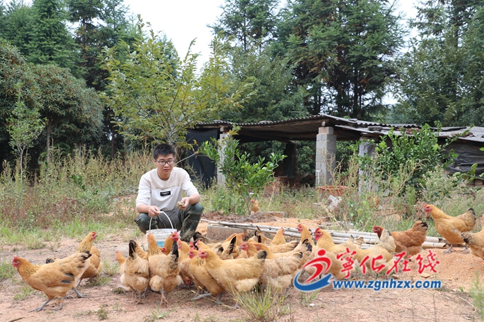 讓生態雞“飛”上市民餐桌