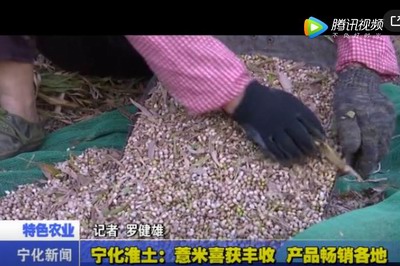 寧化淮土：薏米喜獲豐收 產品暢銷各地