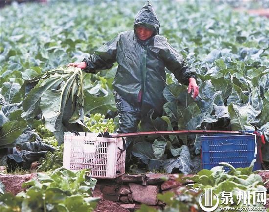 在鯉城浮橋蔬菜基地，菜農冒著雨收花菜。 （王柏峰 攝）
