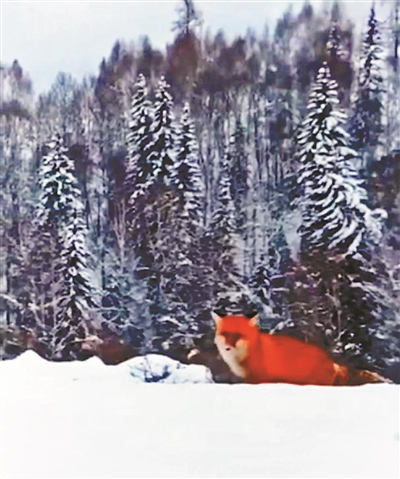 紅狐現(xiàn)身引熱議 專家:人工養(yǎng)殖后放生的可能性較大