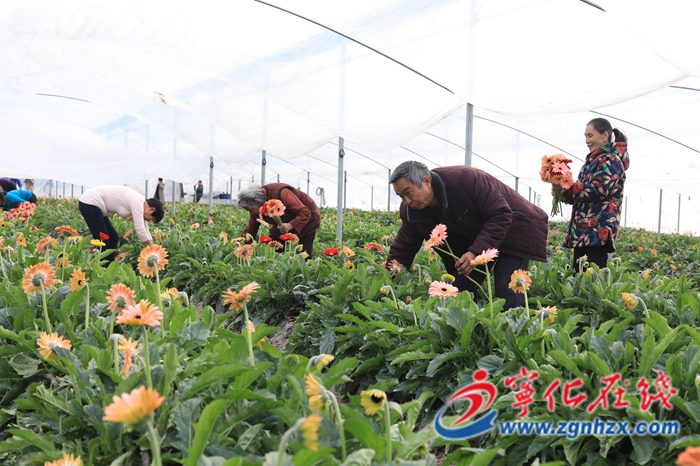 寧化安樂鎮(zhèn)洋坊花卉采摘忙