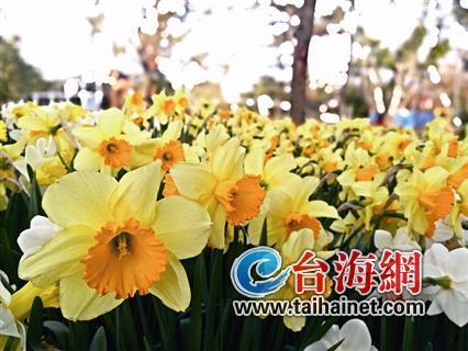 廈門“春節(jié)賞花指南”：賞花賞春色游園游歡樂