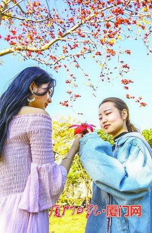 一城春色半城花！廈門不少植物提前開花“報春”