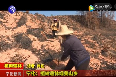 寧化：植樹造林綠美山鄉