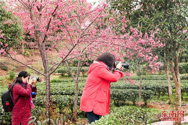 武夷山生態茶園迎客來