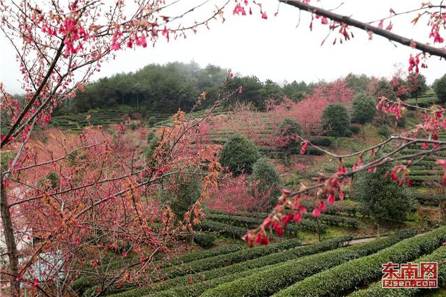 武夷山生態茶園迎客來