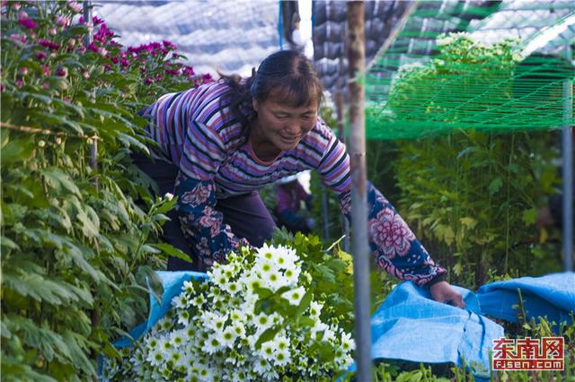 異軍突起 花樣經濟閃耀福建年節市場