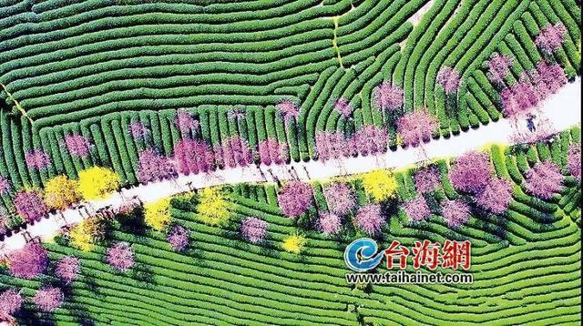 這條馬拉松賽道美炸了 漳平(永福)櫻花國際馬拉松賽3月3日開跑