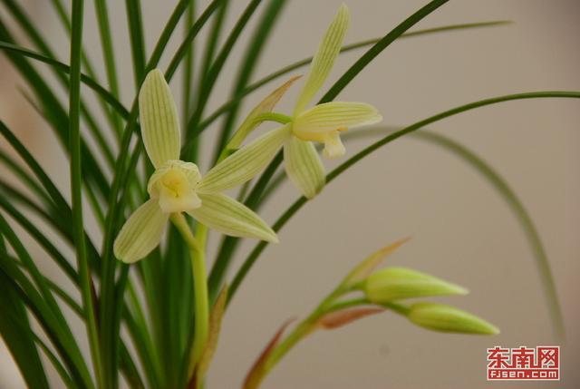 漳州南靖蘭花：從野生資源到高優農業產業的蛻變 