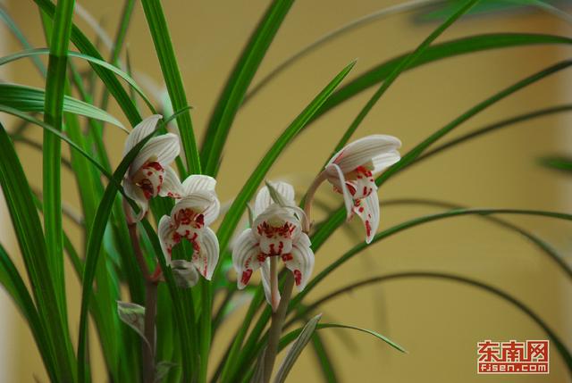 漳州南靖蘭花：從野生資源到高優農業產業的蛻變 