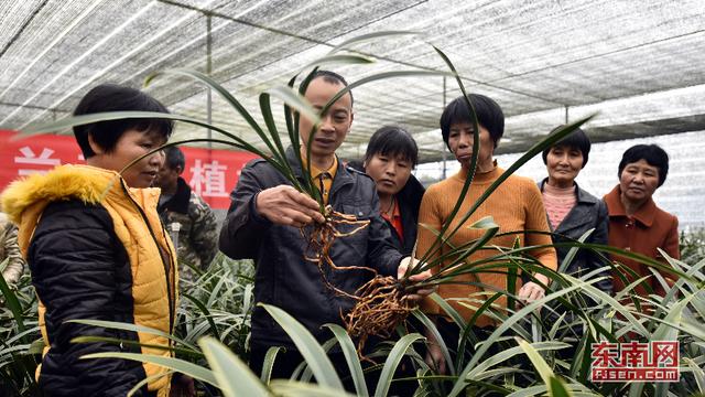 漳州南靖蘭花：從野生資源到高優農業產業的蛻變 