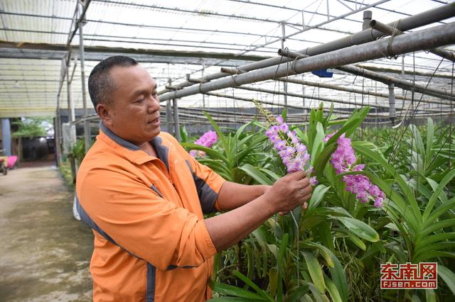 漳州南靖蘭花：從野生資源到高優農業產業的蛻變 