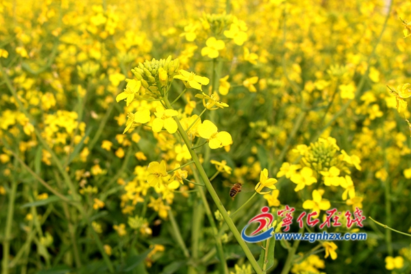 寧化淮土鎮(zhèn)：花開沃野香正濃