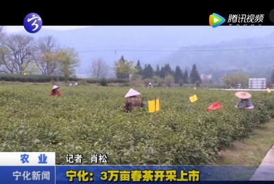 寧化：3萬畝春茶開采上市